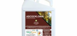 ASCOCKLONIA 5LT