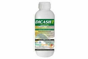DICASH 600cc