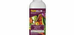 TANALIA 500cc